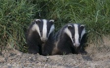 Chỉ vì 2 con lửng