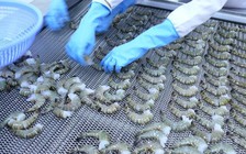 Xuất khẩu tôm thu hẹp hơn 1/3 thị trường