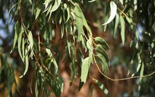 3 loại thảo mộc giúp ích cho hệ hô hấp