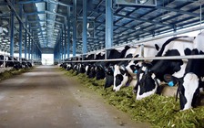 Vinamilk đưa vào hoạt động trang trại bò sữa Hà Tĩnh
