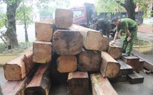Chủ gỗ lậu bỏ gỗ quý chạy lấy người