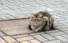 Con mèo trung thành