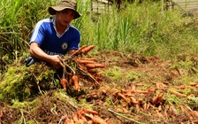 Cà rốt ế và dư đến nỗi nhổ cho... bò ăn, đổ xuống suối
