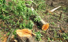 Nhiều diện tích rừng phòng hộ bị chặt phá