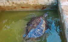 Con vích nặng 40 kg quý hiếm suýt bị xẻ thịt