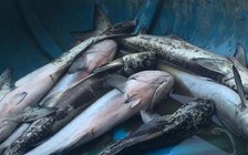 Cá nuôi tại Lăng Cô tiếp tục chết