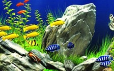 Thu 7 triệu USD từ xuất khẩu cá cảnh