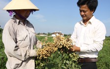 Tự tạo cơ hội: Dầu lạc, đặc sản miền nắng gió