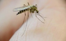 Những cách bảo vệ gia đình bạn khỏi muỗi