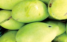 Xoài Việt Nam sắp được phép xuất sang Mỹ