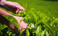 Lợi ích tuyệt vời của chiết xuất trà xanh