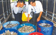 Phạt 45 triệu đồng 1 du khách Trung Quốc thu mua thủy sản trái phép