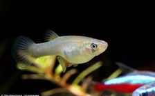 Xung đột giới tính và sự tiến hóa