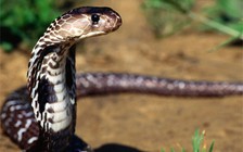 Xe khách chở 120 con rắn hổ mang trên khoang hành khách