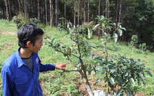 Bắt 4 đối tượng trộm chồi bơ