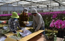 Thuê nhân công thu hoạch hoa tết 1 triệu đồng/ngày