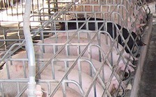 Heo rớt giá, người chăn nuôi thua lỗ