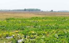 'Siêu dự án' là ý tưởng hiến kế