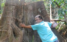 Người dân báo tin lâm tặc phá rừng phòng hộ ở Bắc Trà My