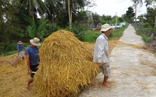 Lãng phí hàng ngàn tỉ đồng từ… rơm