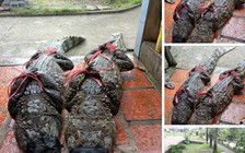 Yêu cầu xử lý người tung tin đồn 'cá sấu bỏ trốn'