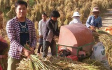 Làm giàu từ cây thảo quả