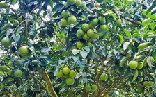 Cam xoàn tại vườn rớt giá