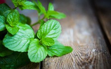 10 lợi ích cho sức khỏe nếu dùng lá bạc hà mỗi ngày