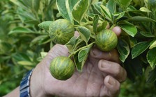 Cây 'độc' đợi tết