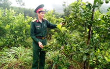 Hỗ trợ dân giảm nghèo từ chanh không hạt