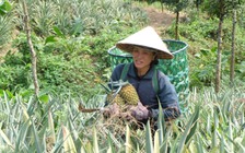 Điêu đứng vì giá dứa giảm mạnh