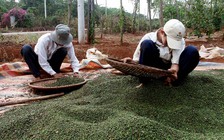 Hồ tiêu Việt Nam trước 'bão' rớt giá