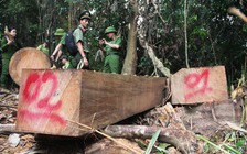 Làm rõ trách nhiệm của cấp ủy, chính quyền để mất rừng