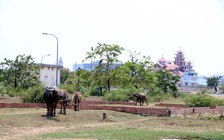 'Quay cuồng' giá đất