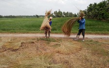 Bí quyết làm giàu: Sống khỏe nhờ trồng lác