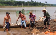Hàng chục tấn cá chết trắng đập chưa rõ nguyên nhân