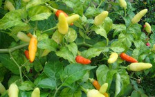 Bán ớt, bánh phồng tôm, mì gói thu tiền tỉ