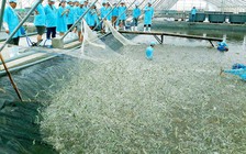 Giá tôm thẻ chân trắng sụt giảm mạnh