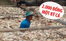 Hơn 1.500 tấn cá chết bất thường: Do lượng ô xy trong nước bị thiếu hụt