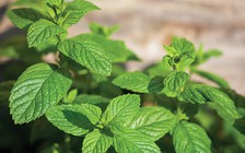 Bạn có biết những thực phẩm thân thiện với môi trường?