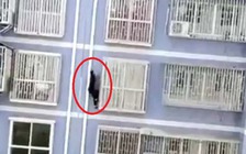 'Người nhện' leo 5 tầng cứu bé trai