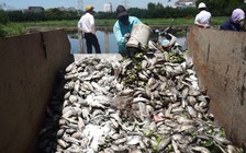 Cá chết bất thường 'tra tấn' khu dân cư
