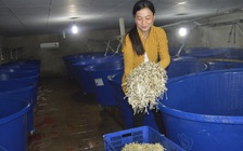 Sản xuất giá sạch thu tiền triệu mỗi ngày