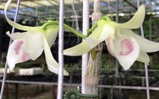 Bán lan tiền tỉ, có phải nộp thuế?