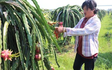 Cung vượt cầu, hàng ngàn tấn thanh long ế ẩm