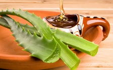 Hỗn hợp nha đam - mật ong có thể giết chết tế bào ung thư