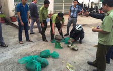 Vận chuyển trái phép động vật hoang dã