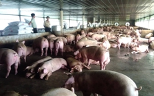 Vì sao gọi Đồng Nai là 'thủ phủ heo'?