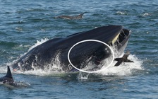 Thợ lặn suýt bị cá voi nuốt chửng