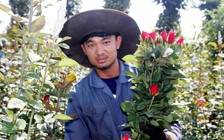 Mang hoa hồng Hà Nội vào phố núi